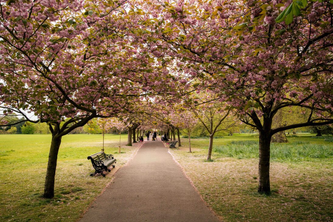 Regent Park: A beautiful path with cherry blossom trees on either side of the path. 