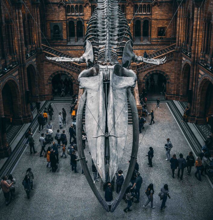 Iconic Blue Whale Skeleton in Hintze Hall